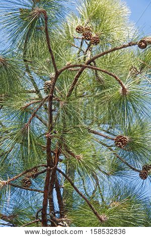 Longleaf pine (Pinus palustris). Called Southern Yellow Pine also