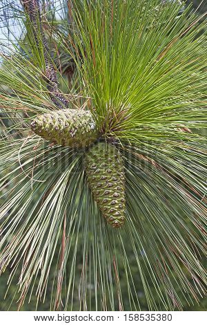 Longleaf pine cones (Pinus palustris). Called Southern Yellow Pine also