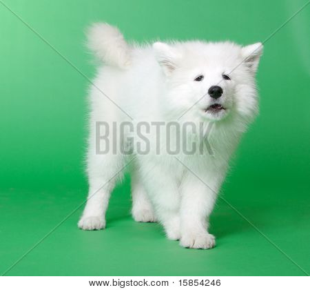 Samoyed hund