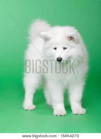 Samoyed hund