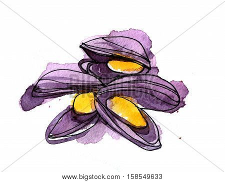 Hand drawn watercolor ingredient mussel in sketch style on white background.