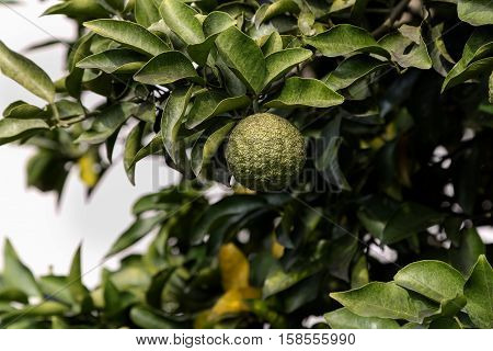 Leech lime or Bergamot fruits hanging on its tree