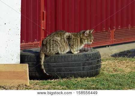 The Old Tabby Cat Sitting On A Car Wheel At The Fence. Old Age House Cats