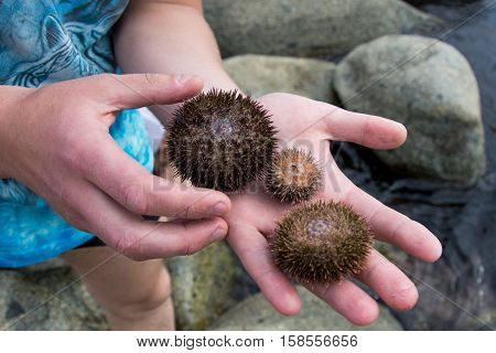 Three live sea urchin on the palms of people on a background of sea stones summer wet
