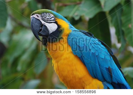 Pretty profile view of a blue and gold macaw.