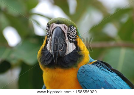 Amazing face of a blue and gold macaw bird with stunning markings.