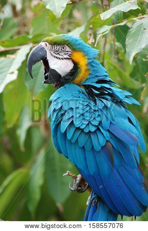 Blue and gold macaw squawking loudly in a tree.