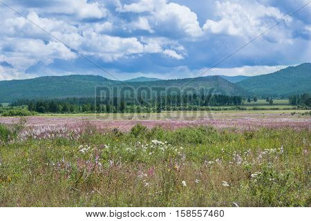 Landscape mountains. Blue sky with thick clouds. Flowers in the foothills. Wildflowers blooming flowers at the foot of the mountains. Sunny summer day.