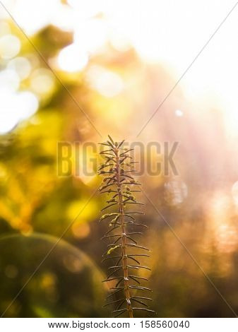 A closeup shot of a plant in the forest under a warm sunshine