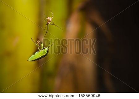 A stink bug in a fight for its life against a spider