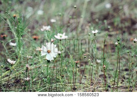 small white wild flowers in green grassland