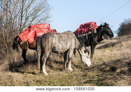 Mountain packhorses grazing on meadow grass on sunny late autumn day