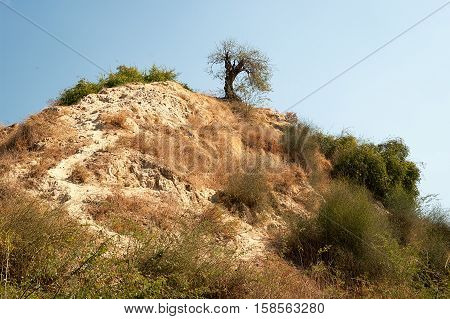 Tree on a hill in desert, Rajasthan, India