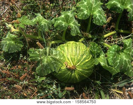 Large striped pumpkin growing in the garden. Garden. Summer. The sun.
