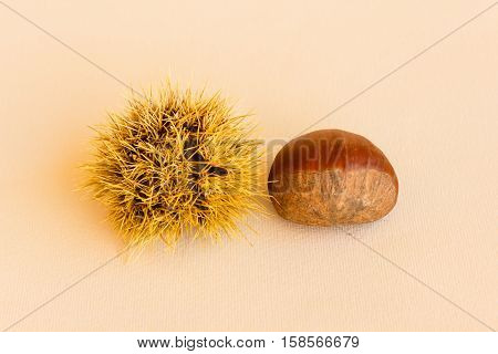 the chestnut husk becomes maturing from green to dark brown and contains the chestnut