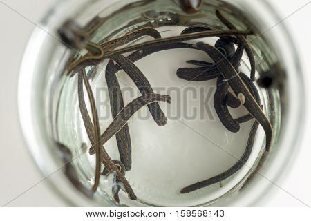 Hirudotherapy. Medical leeches in water before therapy
