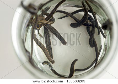 Hirudotherapy. Medical leeches in water before therapy