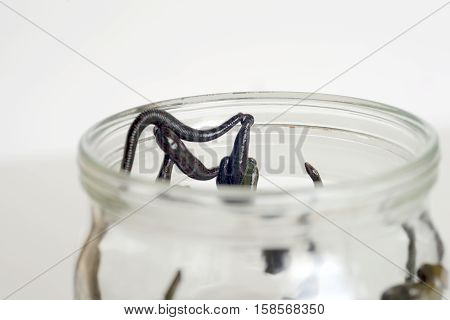 Hirudotherapy. Medical leeches in water before therapy