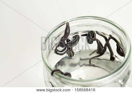 Hirudotherapy. Medical leeches in water before therapy