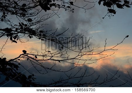 A siluet of branches with leaves before sundown.