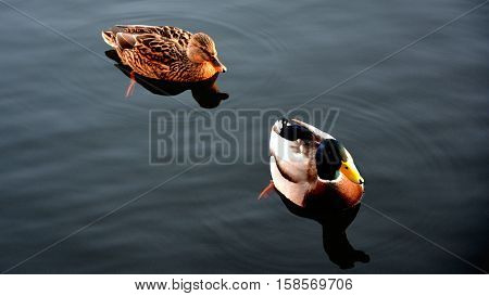 Two swimming ducks on the watter. Male and female.