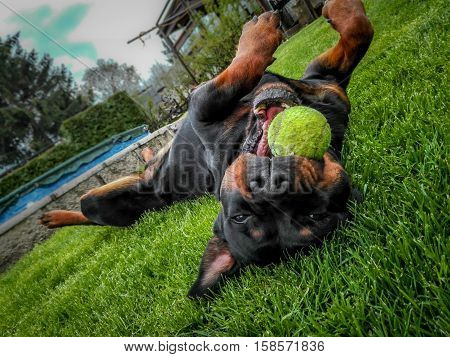 Rottweiler playing outside with the tenis ball