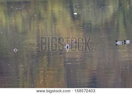Nile geese in the Danube with shadowplay colorful water