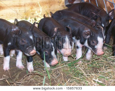 Group photo of little pigs