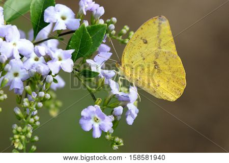 A Large Orange Sulfur butterfly (Phoebis agarithe)