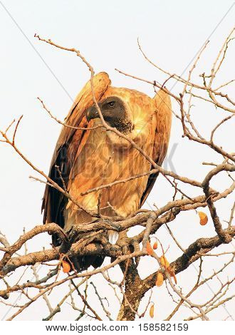 White backed vulture perched in a tree surveying the landscape for prey.  Hwange National Par, Zimbabwe, Southern Africa