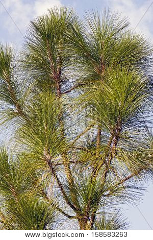 Longleaf pine (Pinus palustris). Called Southern Yellow Pine also