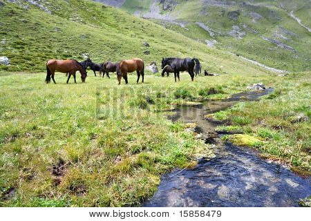 Hästar på ängen nära stream, Caucasus berg