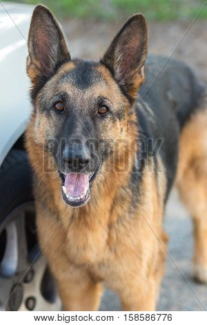 A German Sheppard standing near a car