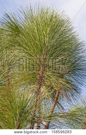 Longleaf pine (Pinus palustris). Called Southern Yellow Pine also