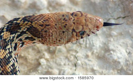 King Snake
