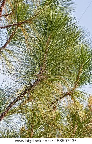 Longleaf pine (Pinus palustris). Called Southern Yellow Pine also
