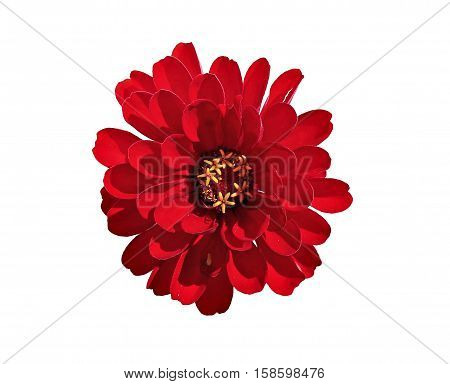 Bright red flower zinnia isolated on white background