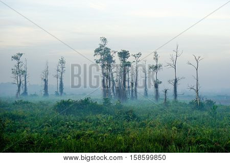 Foggy tropical jungle in the Kuala Penyu,Sabah,Borneo.