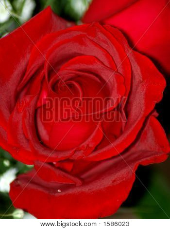 Røde Rose