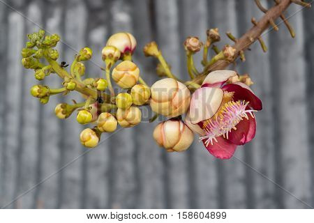 Fresh and blooming Shorea robusta or Cannonball flower