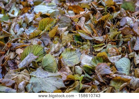 the allen autumn leaves on the ground
