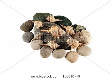 Isolated pebbles and seashell on white background for your design