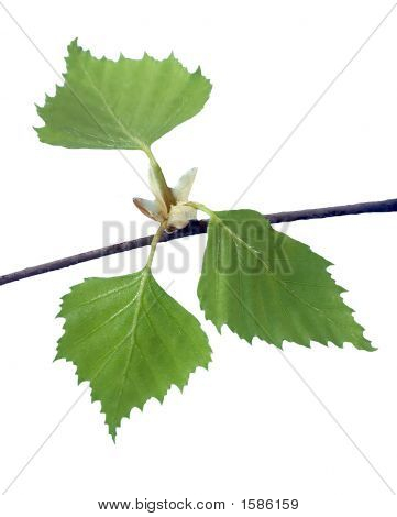 Foglie di betulla