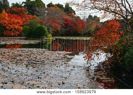 Ripe persimmons and autumn colored maple trees reflecting in a beautiful pond during fall