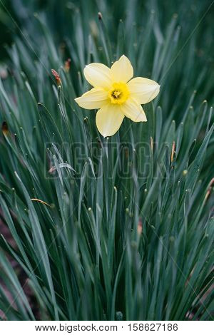 Yellow daffodil flower in the field. Flowers in sunlight. Close-up by Narcissus. One yellow flower on a background of green leaves. Easter greeting card.