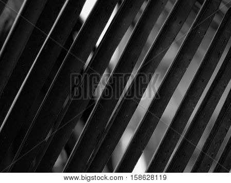 BLACK AND WHITE PHOTO OF COCONUT LEAF IN PATTERN