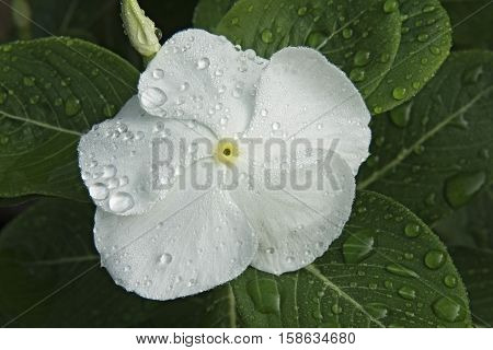Madagascar periwinkle (Catharanthus roseus). Called Rosy periwinkle and Vinca also