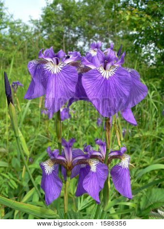 Květiny Iris (Kosatec obecný) 5
