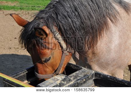 one horse eating hay from a feeding-trough