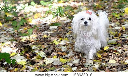 Small dog maltezer, in the autumn forest